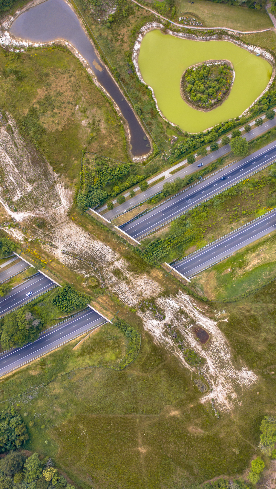 Wildlife crossing over estab