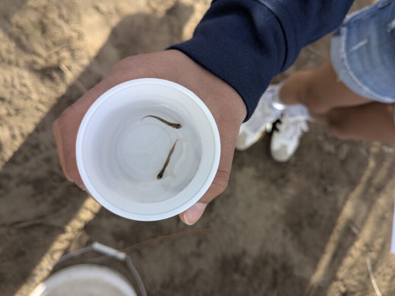 A student holds a cup of two trout fry.